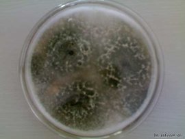 木霉菌